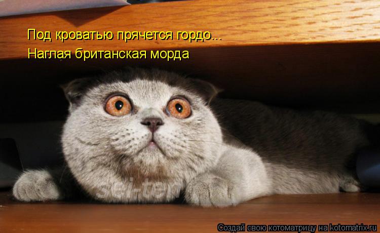 Под кроватью прячется гордо... Наглая британская морда Под кроватью прячется гордо...... Котоматрица: Под кроватью прячется гордо... Наглая британская морда Под кроватью прячется гордо...