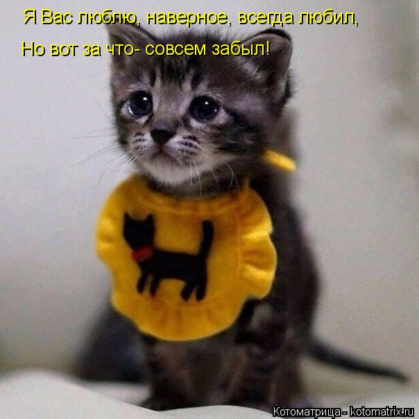 Я Вас люблю, наверное, всегда любил, Но вот за что- совсем забыл!... Котоматрица: Я Вас люблю, наверное, всегда любил, Но вот за что- совсем забыл!