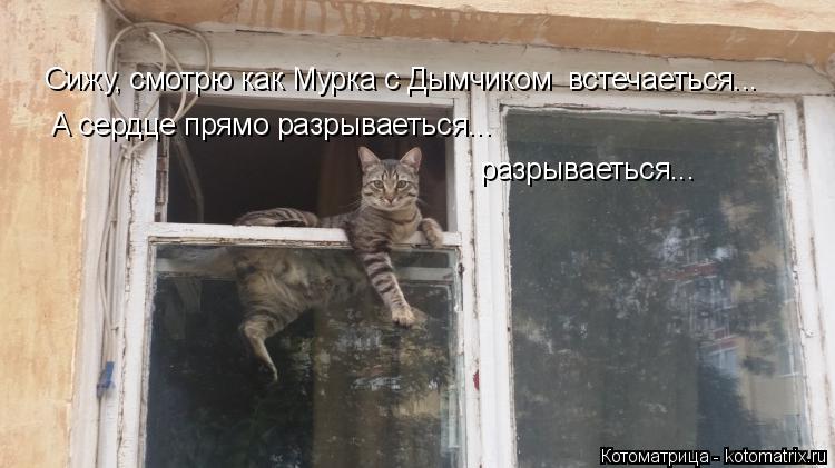 Сижу, смотрю как Мурка с Дымчиком встечаеться... А сердце прямо разрываеться... разрываеться...... Котоматрица: Сижу, смотрю как Мурка с Дымчиком встечаеться... А сердце прямо разрываеться... разрываеться...