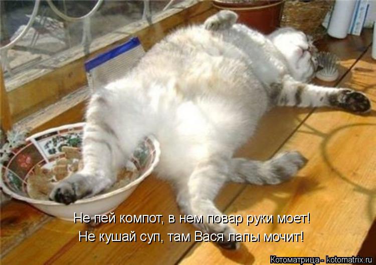 Не пей компот, в нем повар руки моет! Не кушай суп, там Вася лапы мочит!... Котоматрица: Не пей компот, в нем повар руки моет! Не кушай суп, там Вася лапы мочит!