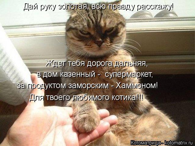 Ждет тебя дорога дальняя, за продуктом заморским - Хаммоном! Для твоего любимого котика!!! Дай руку з... Котоматрица: Ждет тебя дорога дальняя, за продуктом заморским - Хаммоном! Для твоего любимого котика!!! Дай руку золотая, всю правду расскажу! в дом казенн