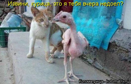 Извини, курица, это я тебя вчера недоел?... Котоматрица: Извини, курица, это я тебя вчера недоел?