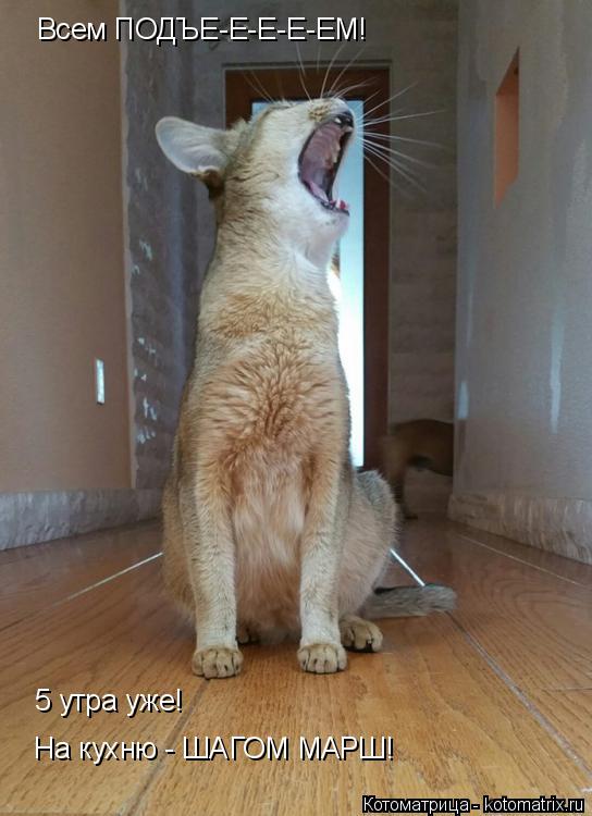 Всем ПОДЪЕ-Е-Е-Е-ЕМ! 5 утра уже! На кухню - ШАГОМ МАРШ!... Котоматрица: Всем ПОДЪЕ-Е-Е-Е-ЕМ! 5 утра уже! На кухню - ШАГОМ МАРШ!