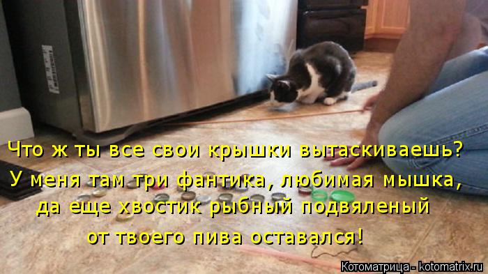 Что ж ты все свои крышки вытаскиваешь? У меня там три фантика, любимая мышка, да еще хвостик рыбный п... Котоматрица: Что ж ты все свои крышки вытаскиваешь? У меня там три фантика, любимая мышка, да еще хвостик рыбный подвяленый от твоего пива оставался!