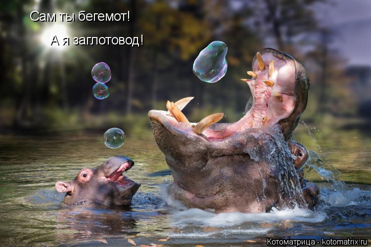 Сам ты бегемот! А я заглотовод!... Котоматрица: Сам ты бегемот! А я заглотовод!