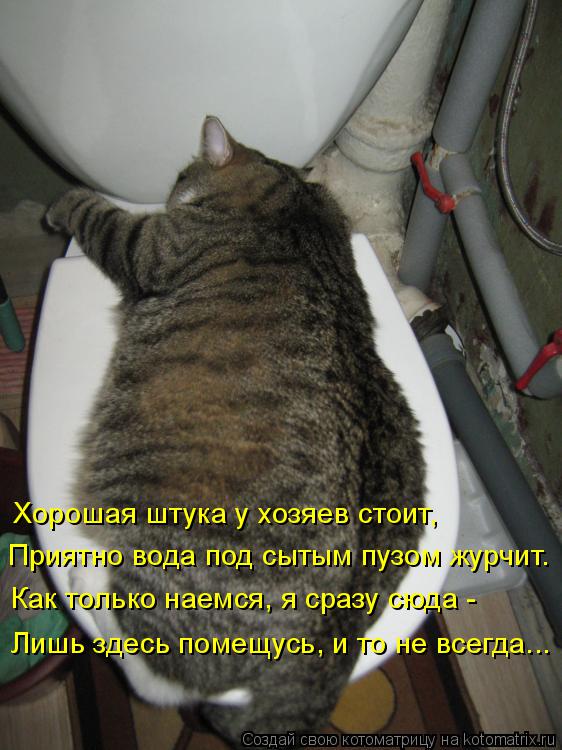 Хорошая штука у хозяев стоит, Приятно вода под сытым пузом журчит. Как только наемся, я сразу сюда - ... Котоматрица: Хорошая штука у хозяев стоит, Приятно вода под сытым пузом журчит. Как только наемся, я сразу сюда - Лишь здесь помещусь, и то не всегда...