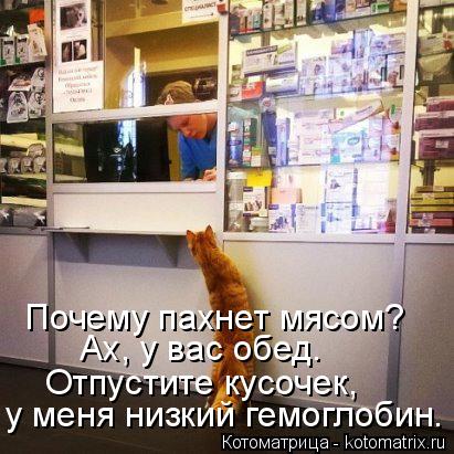 у меня низкий гемоглобин. Отпустите кусочек, Ах, у вас обед. Почему пахнет мясом?... Котоматрица: у меня низкий гемоглобин. Отпустите кусочек, Ах, у вас обед. Почему пахнет мясом?