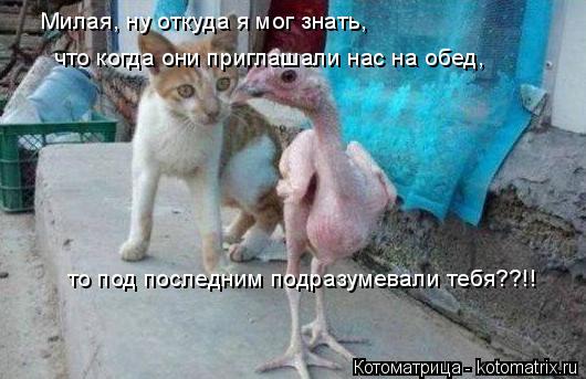 Милая, ну откуда я мог знать, что когда они приглашали нас на обед, то под последним подразумевали т... Котоматрица: Милая, ну откуда я мог знать, что когда они приглашали нас на обед, то под последним подразумевали тебя??!!
