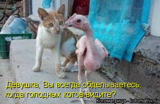 Девушка, Вы всегда обделываетесь, когда голодных котов видите?... Котоматрица: Девушка, Вы всегда обделываетесь, когда голодных котов видите?