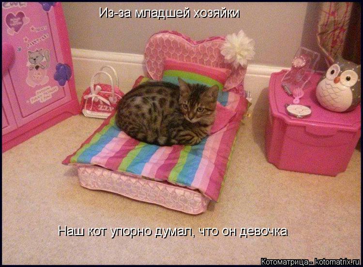 Из-за младшей хозяйки Наш кот упорно думал, что он девочка... Котоматрица: Из-за младшей хозяйки Наш кот упорно думал, что он девочка