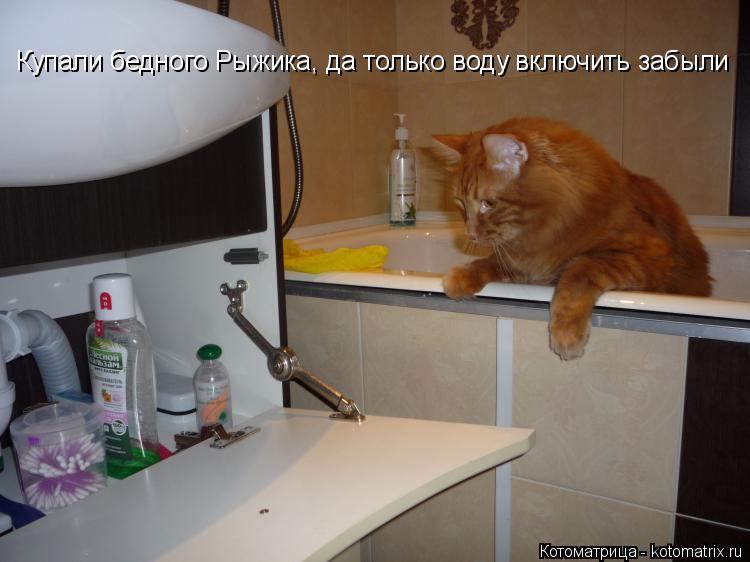 Купали бедного Рыжика, да только воду включить забыли... Котоматрица: Купали бедного Рыжика, да только воду включить забыли