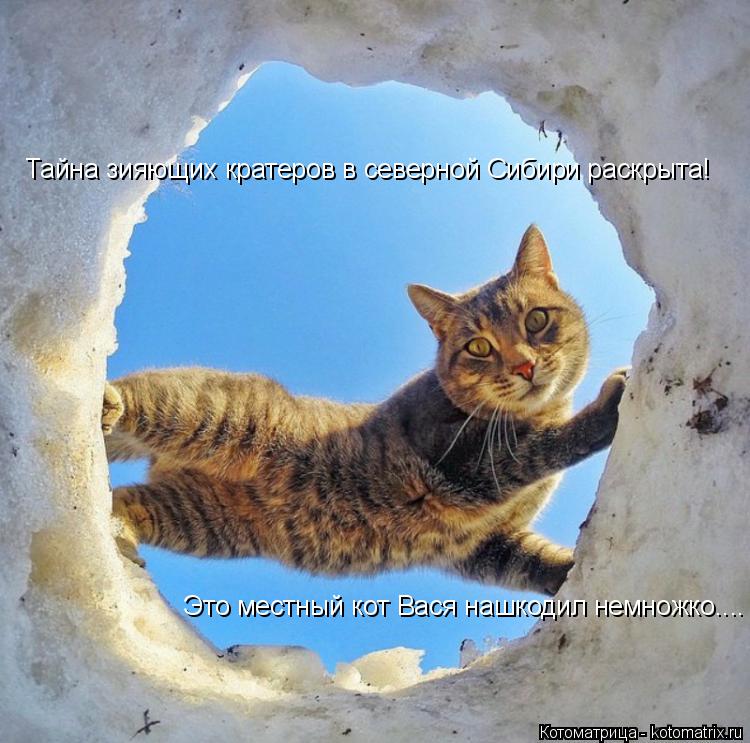 Тайна зияющих кратеров в северной Сибири раскрыта! Это местный кот Вася нашкодил немножко....... Котоматрица: Тайна зияющих кратеров в северной Сибири раскрыта! Это местный кот Вася нашкодил немножко....
