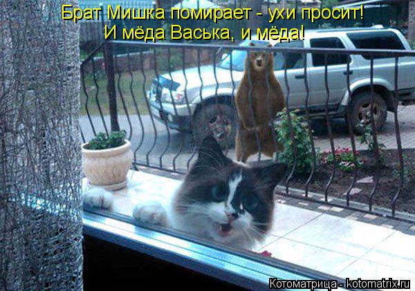 Брат Мишка помирает - ухи просит! И мёда Васька, и мёда!... Котоматрица: Брат Мишка помирает - ухи просит! И мёда Васька, и мёда!