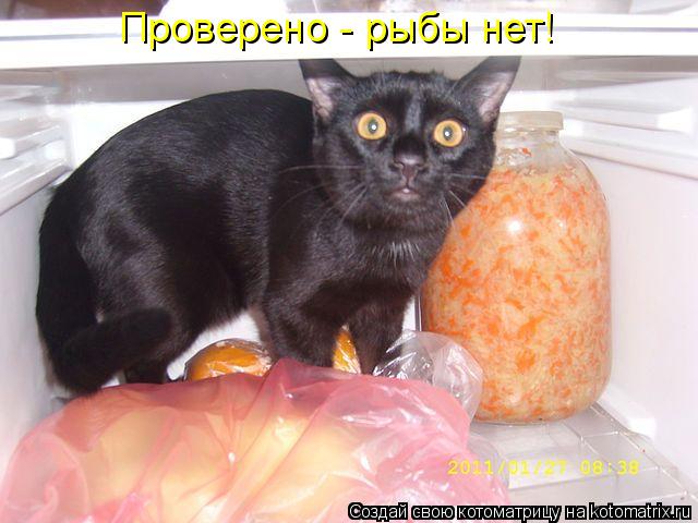 Проверено - рыбы нет!... Котоматрица: Проверено - рыбы нет!