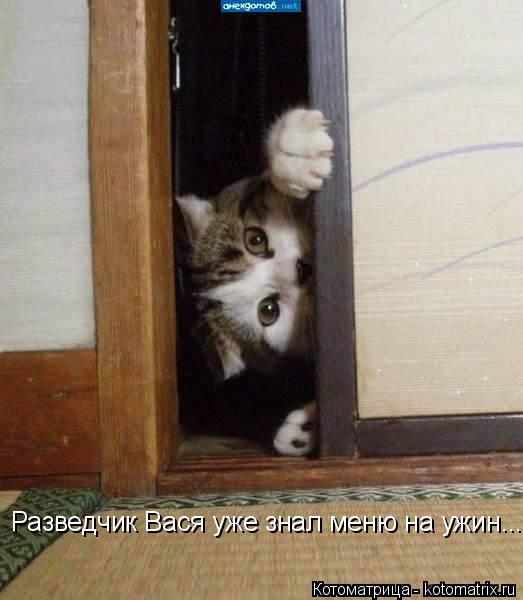 Разведчик Вася уже знал меню на ужин...... Котоматрица: Разведчик Вася уже знал меню на ужин...