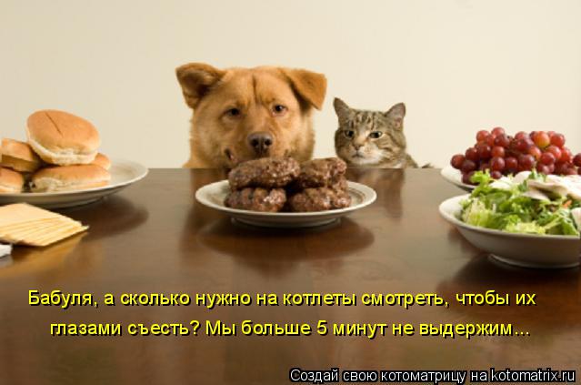 Бабуля, а сколько нужно на котлеты смотреть, чтобы иx глазами съесть? Мы больше 5 минут не выдержим..... Котоматрица: Бабуля, а сколько нужно на котлеты смотреть, чтобы иx глазами съесть? Мы больше 5 минут не выдержим...
