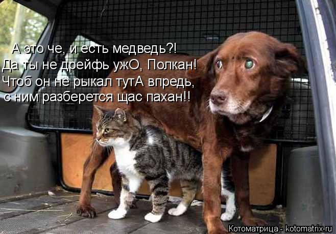 А это че, и есть медведь?! Да ты не дрейфь ужО, Полкан! Чтоб он не рыкал тутА впредь, с ним разберетс... Котоматрица: А это че, и есть медведь?! Да ты не дрейфь ужО, Полкан! Чтоб он не рыкал тутА впредь, с ним разберется щас пахан!!
