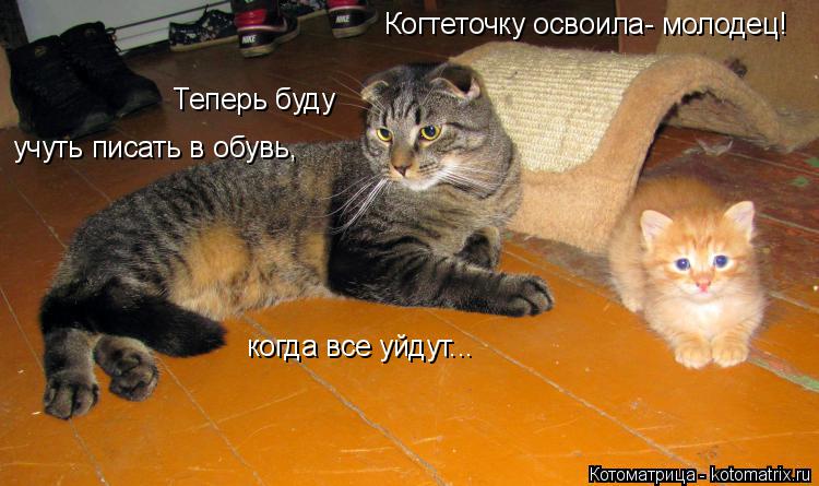 когда все уйдут... Когтеточку освоила- молодец! Теперь буду учуть писать в обувь,... Котоматрица: когда все уйдут... Когтеточку освоила- молодец! Теперь буду учуть писать в обувь,