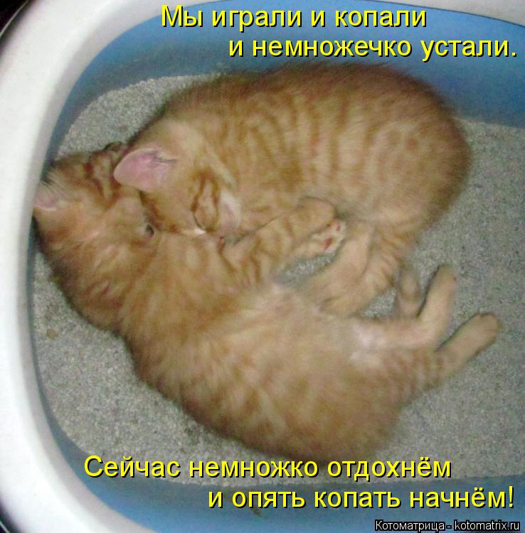 Мы играли и копали и немножечко устали. Сейчас немножко отдохнём и опять копать начнём!... Котоматрица: Мы играли и копали и немножечко устали. Сейчас немножко отдохнём и опять копать начнём!