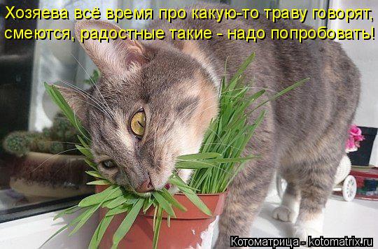 Хозяева всё время про какую-то траву говорят, смеются, радостные такие - надо попробовать!... Котоматрица: Хозяева всё время про какую-то траву говорят, смеются, радостные такие - надо попробовать!
