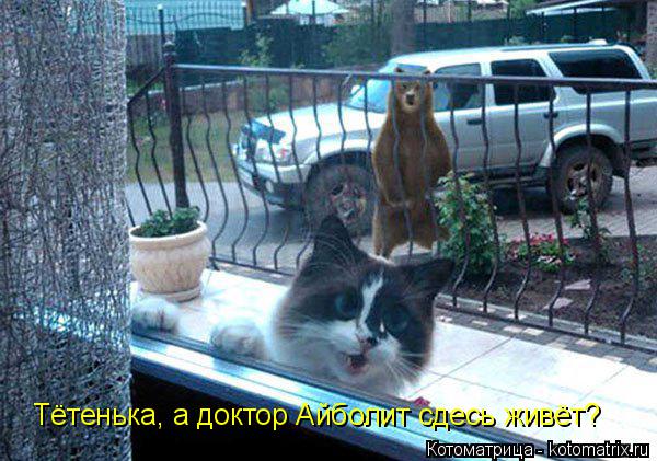 Тётенька, а доктор Айболит сдесь живёт?... Котоматрица: Тётенька, а доктор Айболит сдесь живёт?