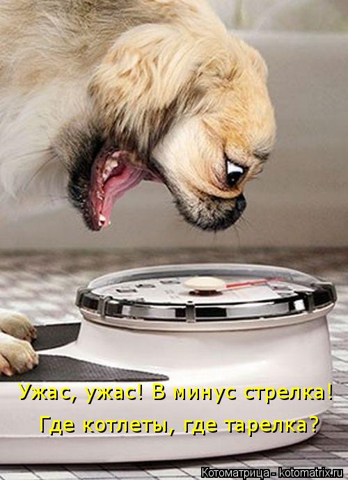 Ужас, ужас! В минус стрелка! Где котлеты, где тарелка?... Котоматрица: Ужас, ужас! В минус стрелка! Где котлеты, где тарелка?