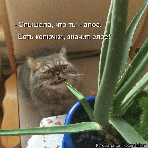 - Слышала, что ты - алоэ. - Есть колючки, значит, злое!... Котоматрица: - Слышала, что ты - алоэ. - Есть колючки, значит, злое!
