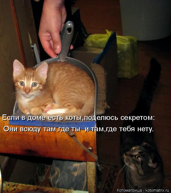 Если в доме есть коты,поделюсь секретом: Они всюду там,где ты и там,где тебя нету.... Котоматрица: Если в доме есть коты,поделюсь секретом: Они всюду там,где ты и там,где тебя нету.
