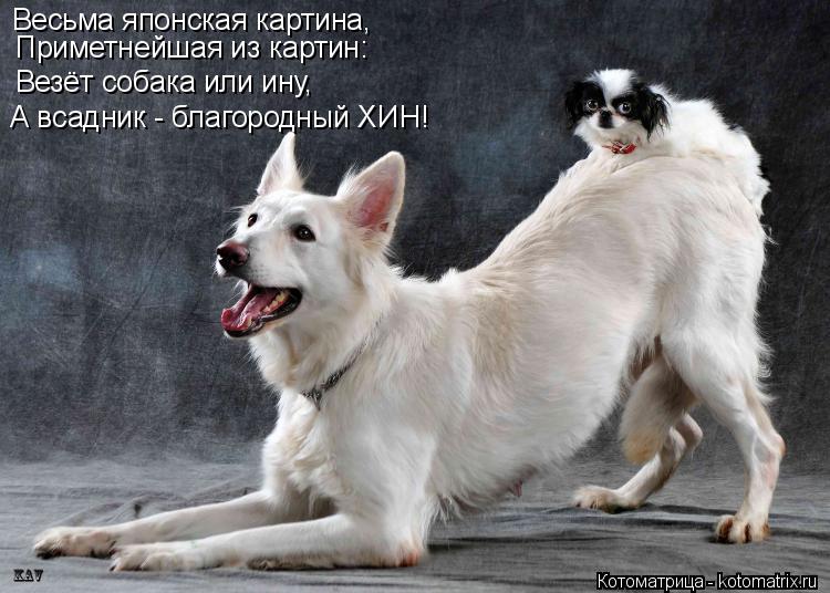 Весьма японская картина, Приметнейшая из картин: Везёт собака или ину, А всадник - благородный ХИН!... Котоматрица: Весьма японская картина, Приметнейшая из картин: Везёт собака или ину, А всадник - благородный ХИН!
