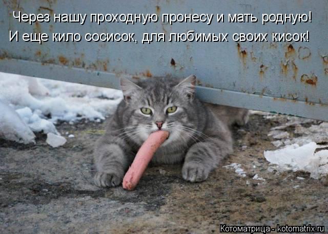 Котоматрица: Через нашу проходную пронесу и мать родную! И еще кило сосисок, для любимых своих кисок!