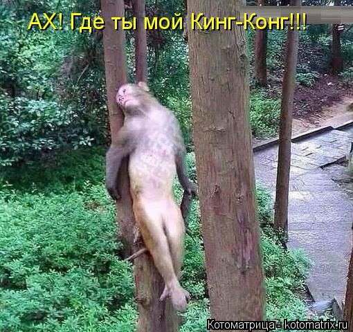 АХ! Где ты мой Кинг-Конг!!!... Котоматрица: АХ! Где ты мой Кинг-Конг!!!