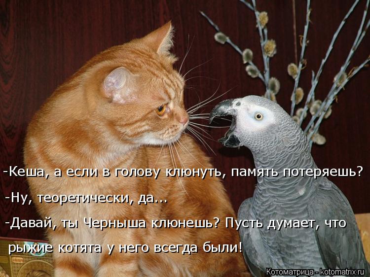 Котоматрица: -Ну, теоретически, да... рыжие котята у него всегда были! -Давай, ты Черныша клюнешь? Пусть думает, что  -Кеша, а если в голову клюнуть, память по