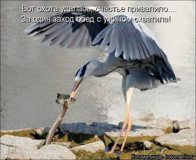 Вот охота удалась, счастье привалило.... За один заход обед с ужином схватила!... Котоматрица: Вот охота удалась, счастье привалило.... За один заход обед с ужином схватила!