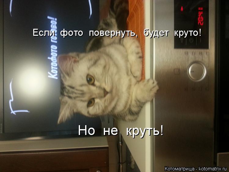 Если фото повернуть, будет круто! Но не круть!... Котоматрица: Если фото повернуть, будет круто! Но не круть!