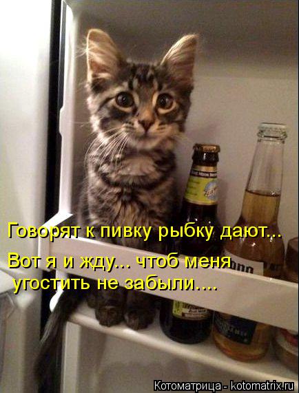 Говорят к пивку рыбку дают... Вот я и жду... чтоб меня угостить не забыли....... Котоматрица: Говорят к пивку рыбку дают... Вот я и жду... чтоб меня угостить не забыли....