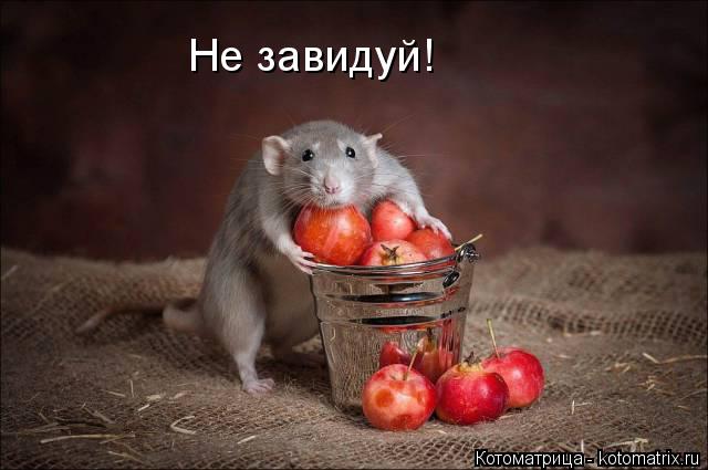 Не завидуй!... Котоматрица: Не завидуй!