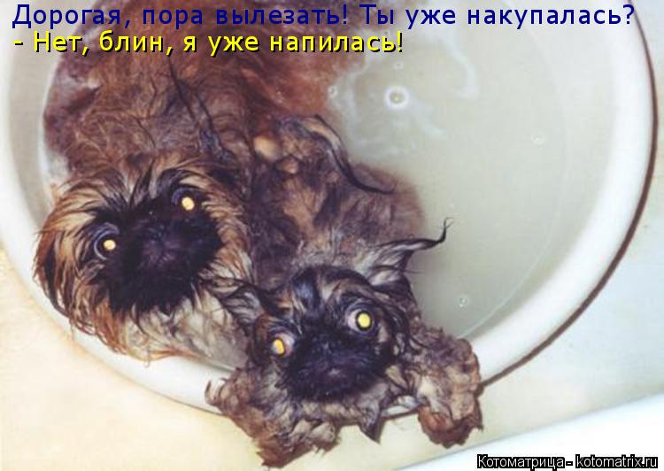 Котоматрица: Дорогая, пора вылезать! Ты уже накупалась? - Нет, блин, я уже напилась!
