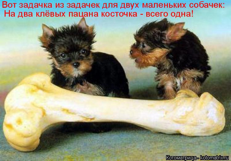 Котоматрица: Вот задачка из задачек для двух маленьких собачек: На два клёвых пацана косточка - всего одна!