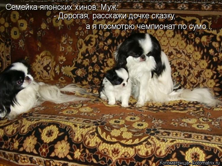 Котоматрица: Семейка японских хинов. Муж: а я посмотрю чемпионат по сумо... - Дорогая, расскажи дочке сказку,