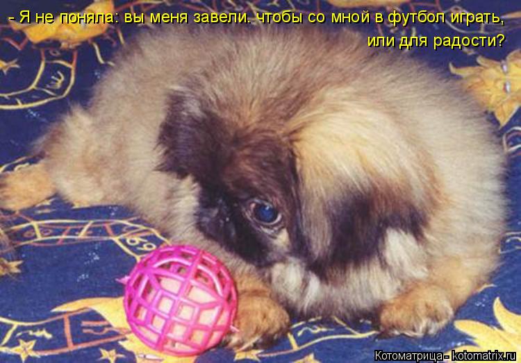 Котоматрица: - Я не поняла: вы меня завели. чтобы со мной в футбол играть, или для радости?