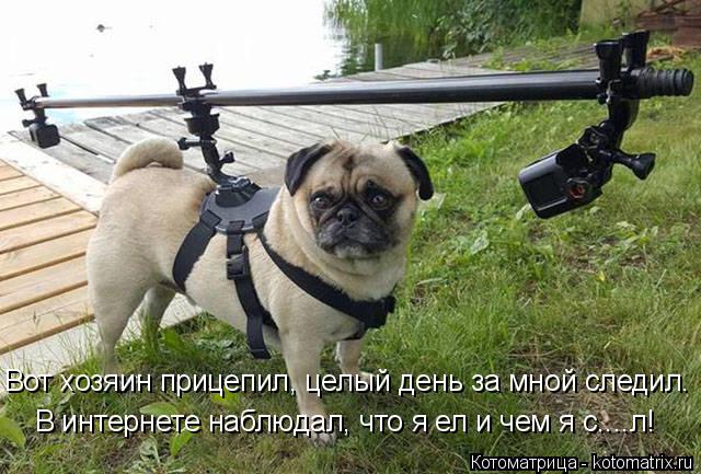 Вот хозяин прицепил, целый день за мной следил. В интернете наблюдал, что я ел и чем я с....л!... Котоматрица: Вот хозяин прицепил, целый день за мной следил. В интернете наблюдал, что я ел и чем я с....л!