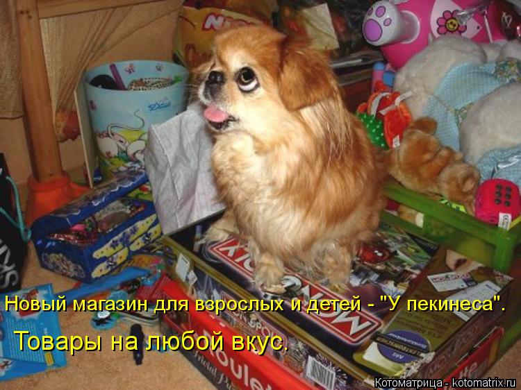 Котоматрица: Новый магазин для взрослых и детей - "У пекинеса". Товары на любой вкус.