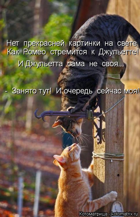 Котоматрица: Нет  прекрасней  картинки  на  свете  Как  Ромео  стремится  к  Джульетте!  И Джульетта  сама  не  своя...  -  Занято тут!  И очередь  сейчас моя!