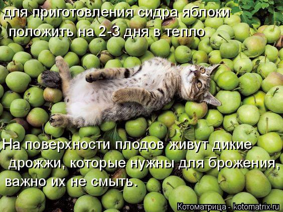 Котоматрица: для приготовления сидра яблоки  положить на 2-3 дня в тепло На поверхности плодов живут дикие   дрожжи, которые нужны для брожения,  важно их н
