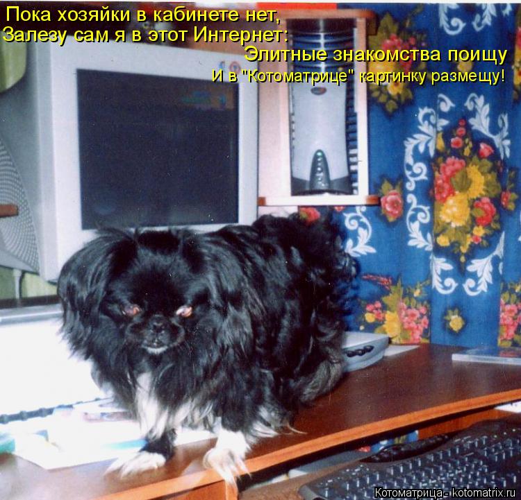 Котоматрица: Пока хозяйки в кабинете нет, Залезу сам я в этот Интернет: Элитные знакомства поищу И в "Котоматрице" картинку размещу!
