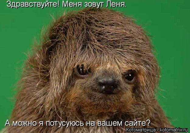 Котоматрица: Здравствуйте! Меня зовут Леня. А можно я потусуюсь на вашем сайте?