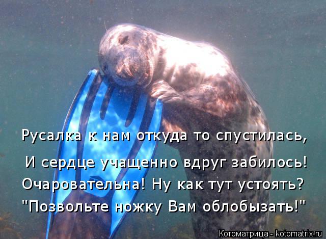 Котоматрица: Русалка к нам откуда то спустилась, И сердце учащенно вдруг забилось! Очаровательна! Ну как тут устоять? "Позвольте ножку Вам облобызать!"