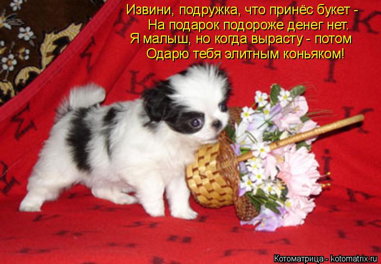 Котоматрица: На подарок подороже денег нет. Я малыш, но когда вырасту - потом Одарю тебя элитным коньяком! Извини, подружка, что принёс букет -