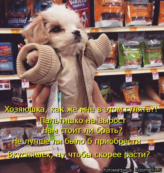 Хозяюшка, как же мне в этом гулять?! Пальтишко на вырост Нам стоит ли брать? Не лучше ли было б прио... Котоматрица: Хозяюшка, как же мне в этом гулять?! Пальтишко на вырост Нам стоит ли брать? Не лучше ли было б приобрести Вкусняшек, ну чтобы скорее расти?