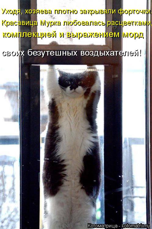 Уходя, хозяева плотно закрывали форточки. Красавица Мурка любовалась расцветками, комплекцией и выраж... Котоматрица: Уходя, хозяева плотно закрывали форточки. Красавица Мурка любовалась расцветками, комплекцией и выражением морд своих безутешных воздыха